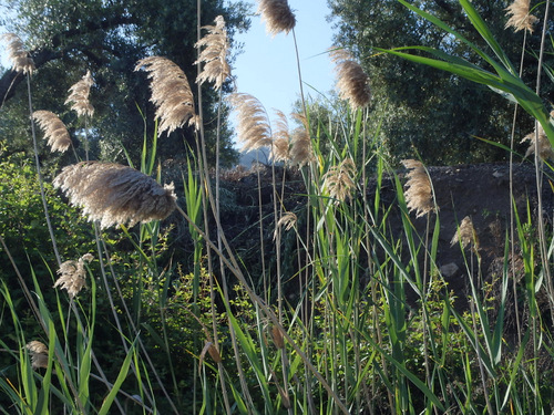 Ornamental Grass (Pampas Grass).